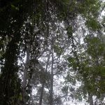 monifessel (6)