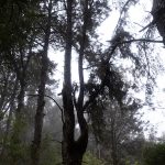 monifessel (9)